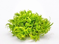 Indische Sternpflanze - Pogostemon deccanensis in vitro